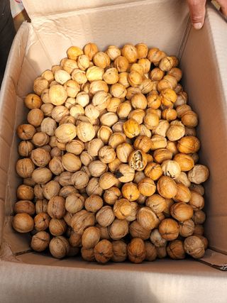 도기백님의 사과 · 묘목•접목 작성글 사진