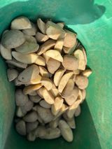 팜모닝 감자·자유게시판 게시글 이미지