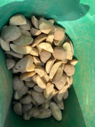 하슬라청년농부님의 감자 · 자유게시판 작성글 사진