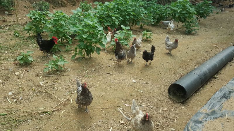 장터 상품 [자연방사 청계란 유정란] 썸네일