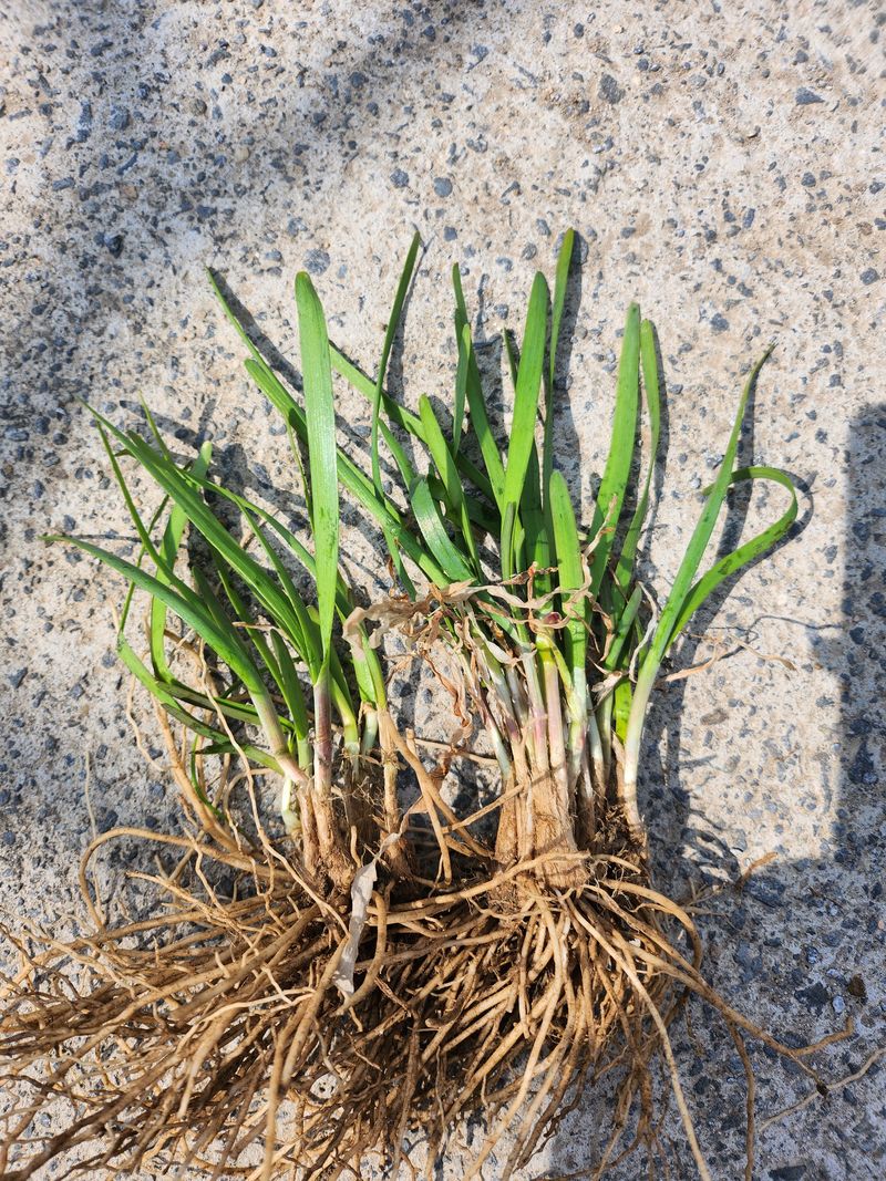 장터 상품 [부추종근10kg] 썸네일