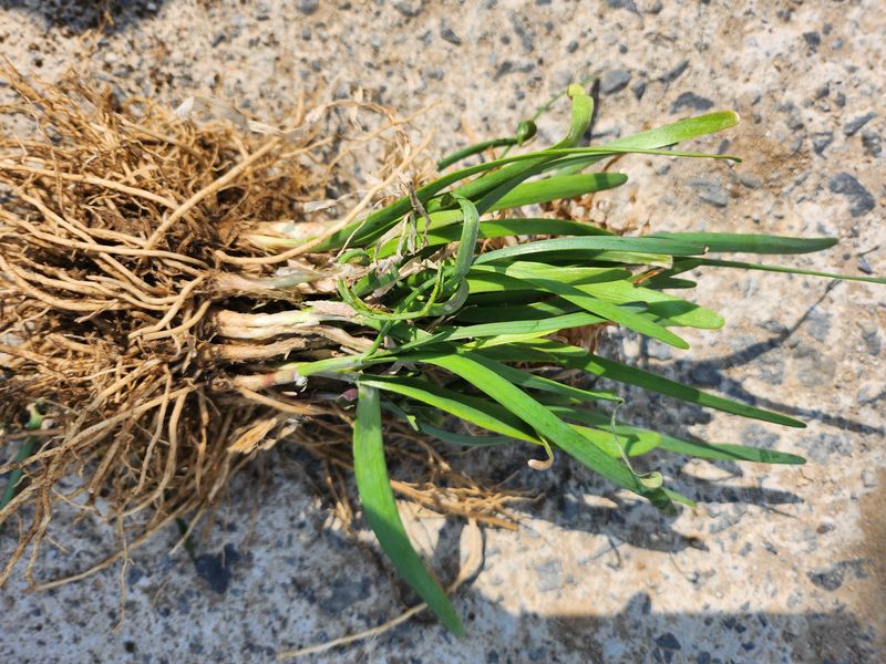 조일현님의 장터 판매 상품 [부추종근10kg] 첨부 사진