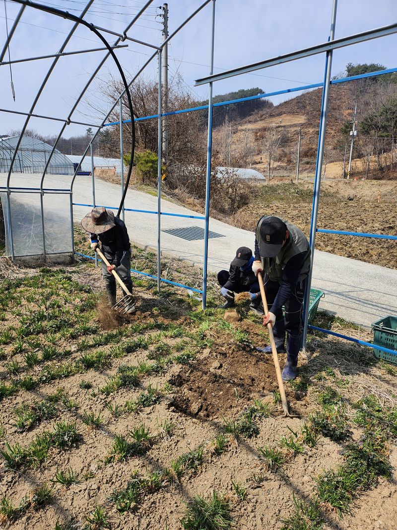 조일현님의 장터 판매 상품 [부추종근10kg] 첨부 사진