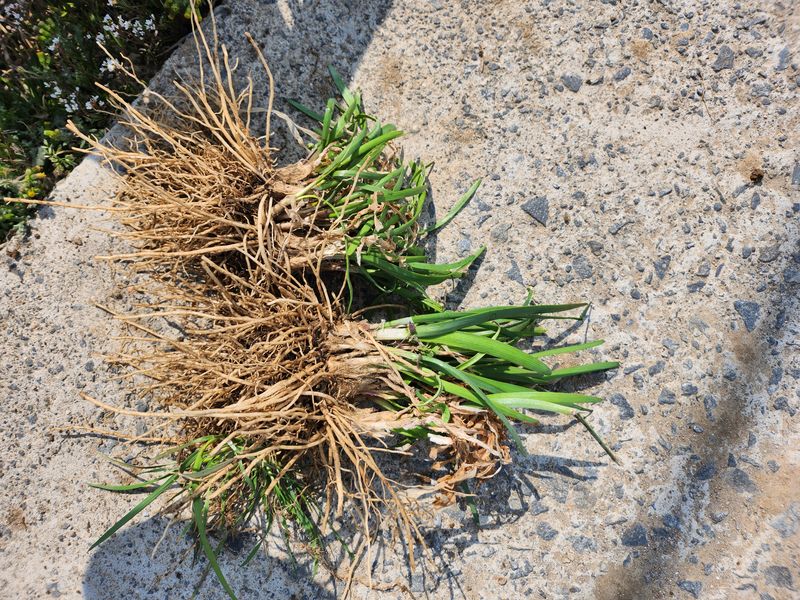 조일현님의 장터 판매 상품 [부추종근10kg] 첨부 사진