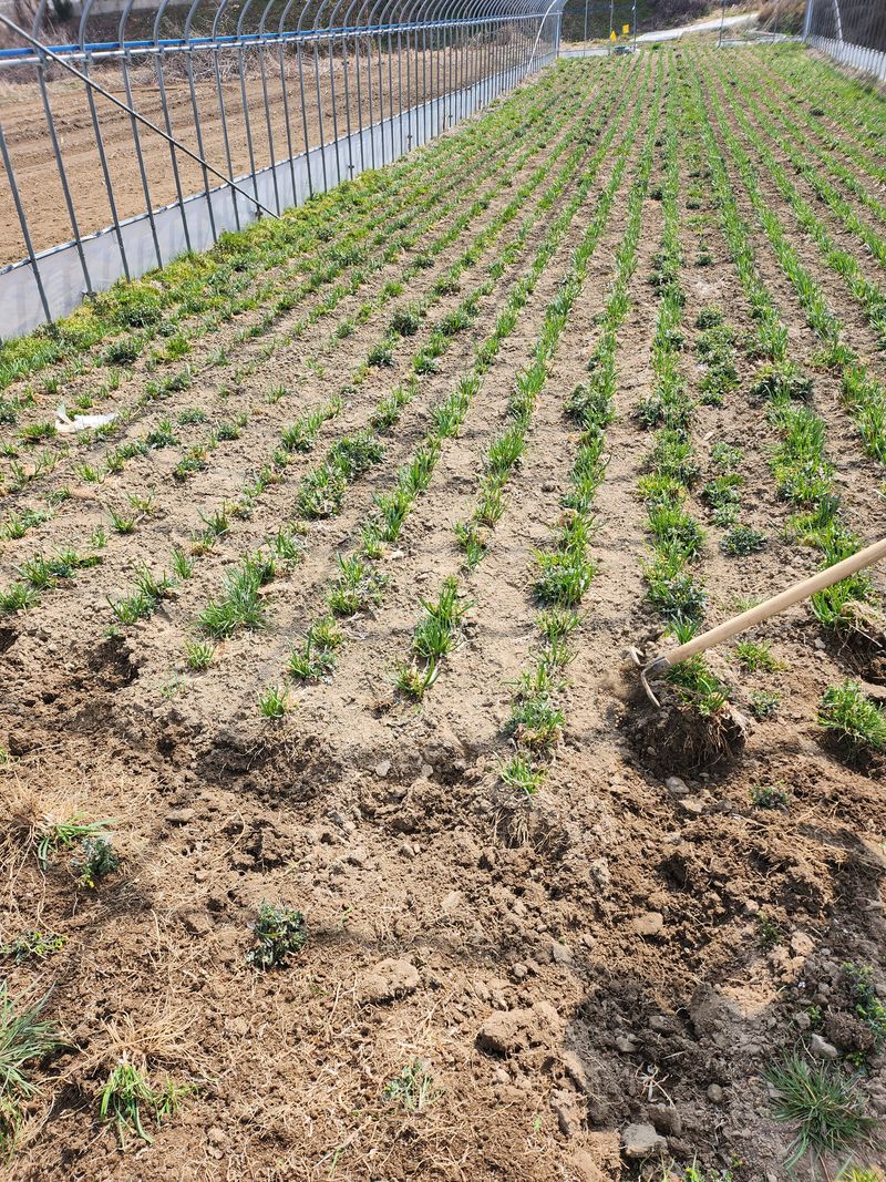 조일현님의 장터 판매 상품 [부추종근10kg] 첨부 사진