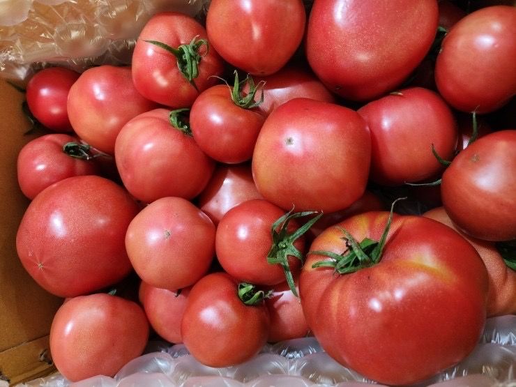 장터 상품 [유기농 못난이 토마토] 썸네일