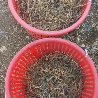 장만월님의 참깨 · 자유게시판 작성글 사진