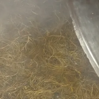 장만월님의 참깨 · 자유게시판 작성글 사진