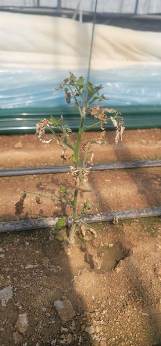 강선구님의 토마토 · 일상 작성글 사진