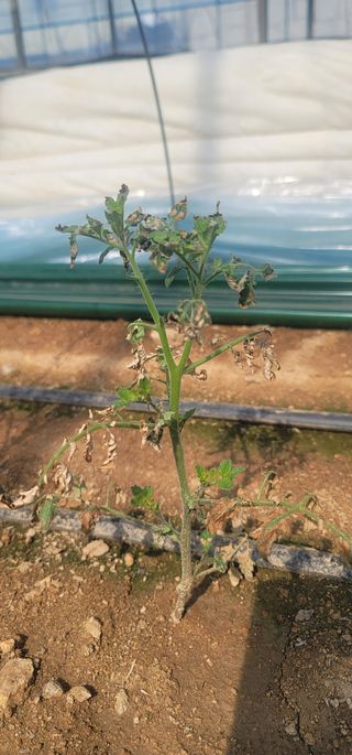 강선구님의 토마토 · 일상 작성글 사진