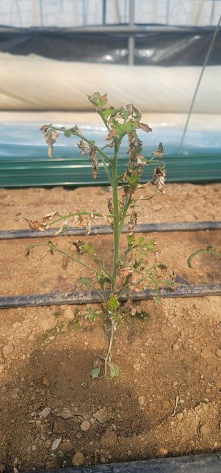 강선구님의 토마토 · 일상 작성글 사진