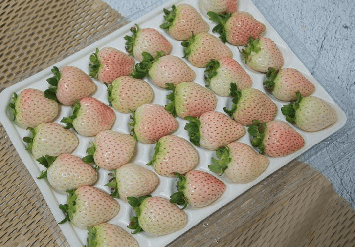 장터 상품 [설화향 눈꽃 딸기] 썸네일