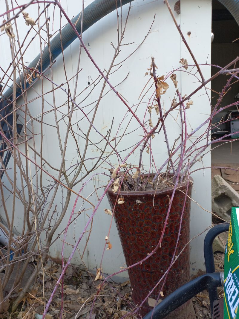 장터 상품 [복분자 묘종] 썸네일