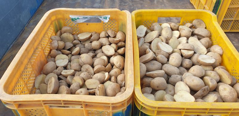 장터 상품 [파종후잔여씨감자판매완료(품종:수미)] 썸네일