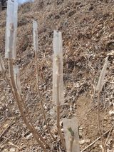 팜모닝 두릅·수확 게시글 이미지