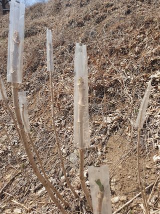 길위의웰컴선교사님의 두릅 · 수확 작성글 사진