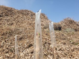 길위의웰컴선교사님의 두릅 · 수확 작성글 사진