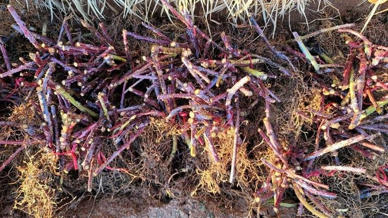 이용찬 열매마농원님의 장터 판매 상품 [복분자묘목] 첨부 사진