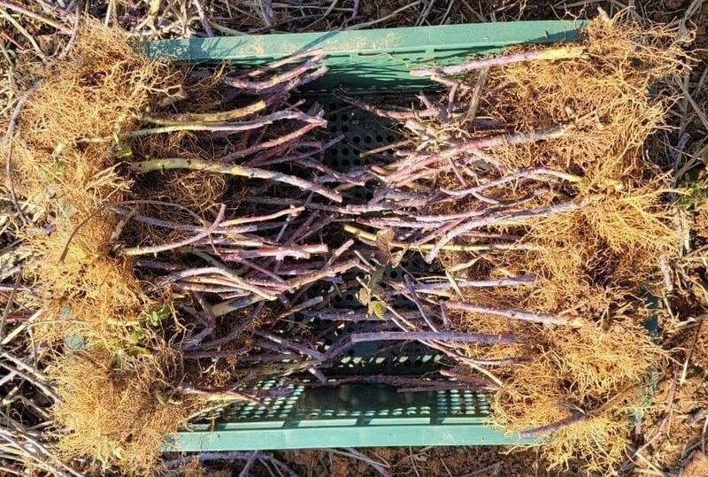 이용찬 열매마농원님의 장터 판매 상품 [복분자묘목] 첨부 사진