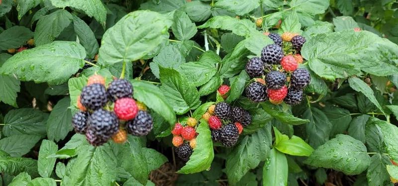 이용찬 열매마농원님의 장터 판매 상품 [복분자묘목] 첨부 사진