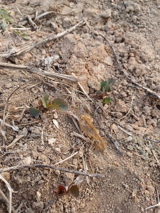알 수 없음님의 기타작물 · 자유게시판 작성글 사진