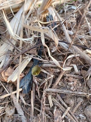 알 수 없음님의 기타작물 · 자유게시판 작성글 사진