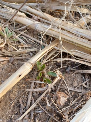 알 수 없음님의 기타작물 · 자유게시판 작성글 사진