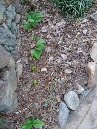 알 수 없음님의 기타작물 · 자유게시판 작성글 사진