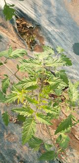 팜모닝 토마토·파종•정식 게시글 이미지