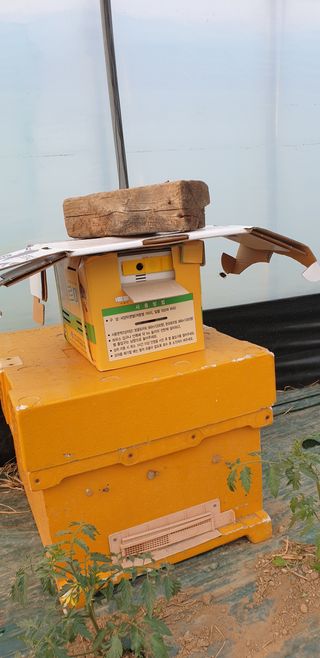 전원수님의 토마토 · 파종•정식 작성글 사진