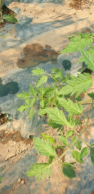 전원수님의 토마토 · 파종•정식 작성글 사진