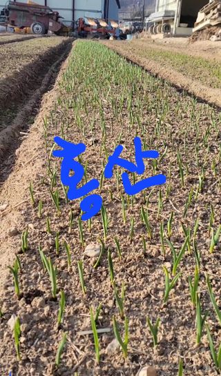 농사꾼 단비님의 마늘 · 품종•종자 작성글 사진