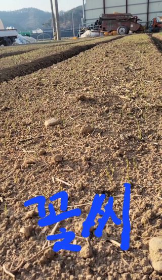 농사꾼 단비님의 마늘 · 품종•종자 작성글 사진