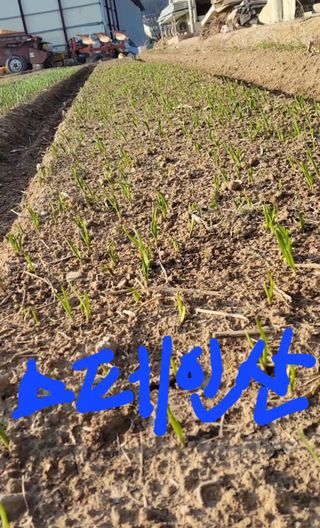 농사꾼 단비님의 마늘 · 품종•종자 작성글 사진