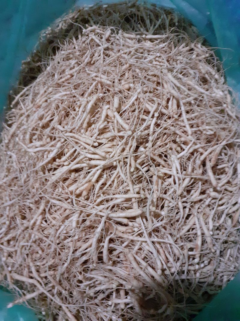 장터 상품 [종파인삼1kg] 썸네일