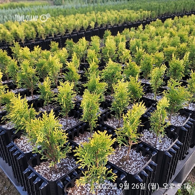 이선미님의 장터 판매 상품 [트리웰화분 2.5리터(12cm×12cm×17cm) 10개이상 판매] 첨부 사진