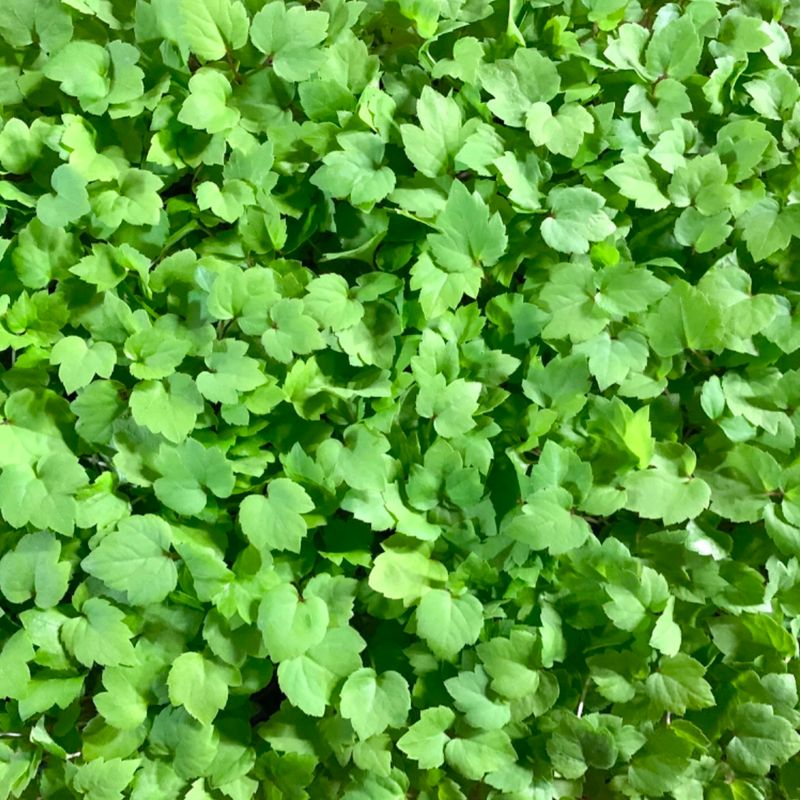 장터 상품 [땅두릅(독활) 모종 100개/50개/10개] 썸네일