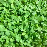 팜모닝 · 게시글 이미지