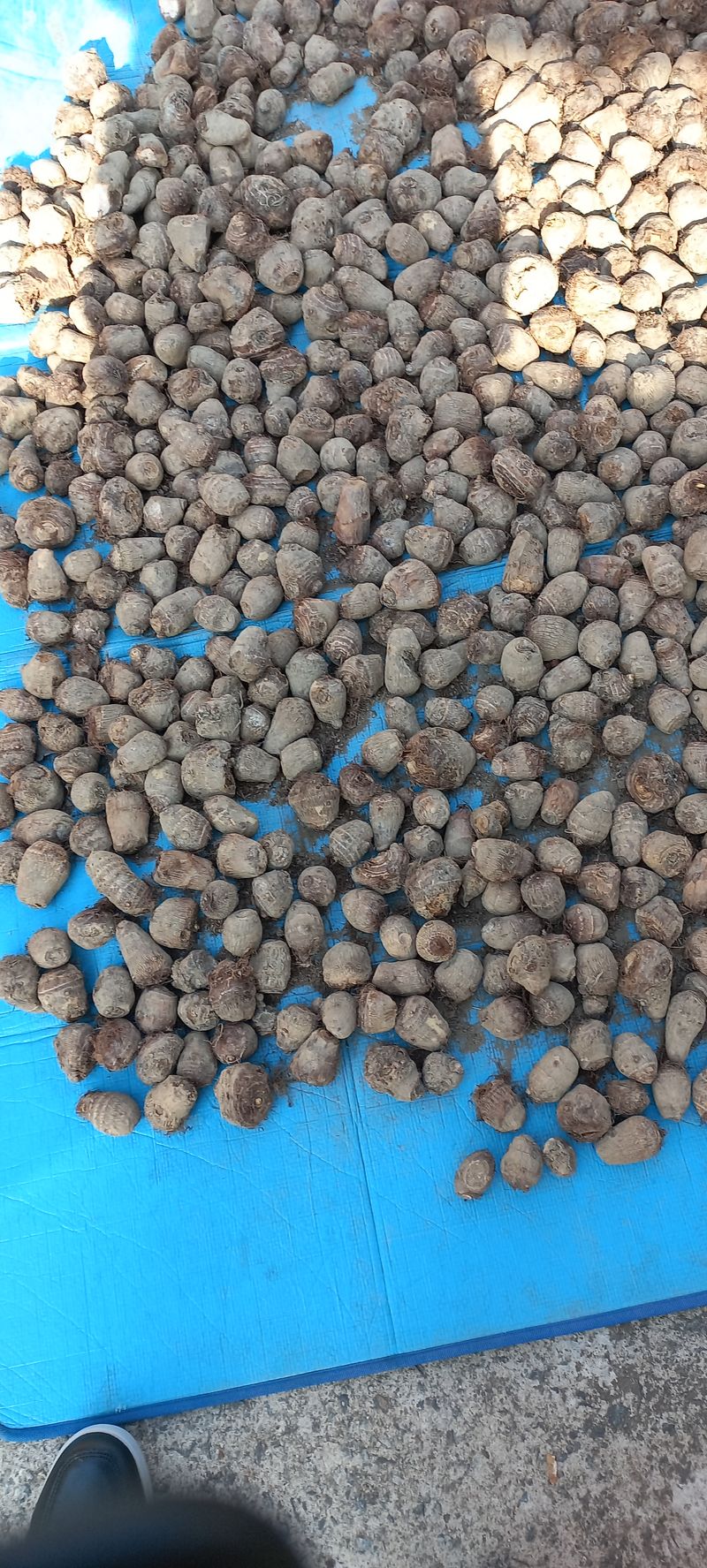 장터 상품 [토란씨50k] 썸네일