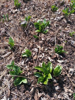 여우내 이순홍님의 기타작물 · 자유게시판 작성글 사진