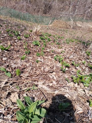 여우내 이순홍님의 기타작물 · 자유게시판 작성글 사진