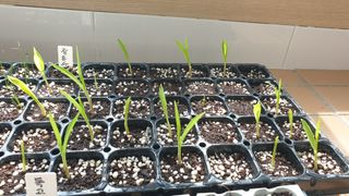 박선화님의 옥수수 · 자유게시판 작성글 사진