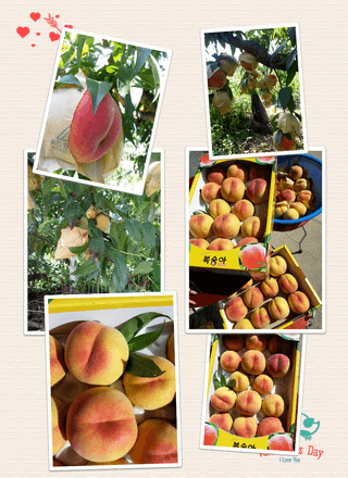 금동이네님의 복숭아 · 자유게시판 작성글 사진