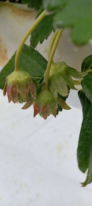 원심님의 딸기 · 병해충상담 작성글 사진