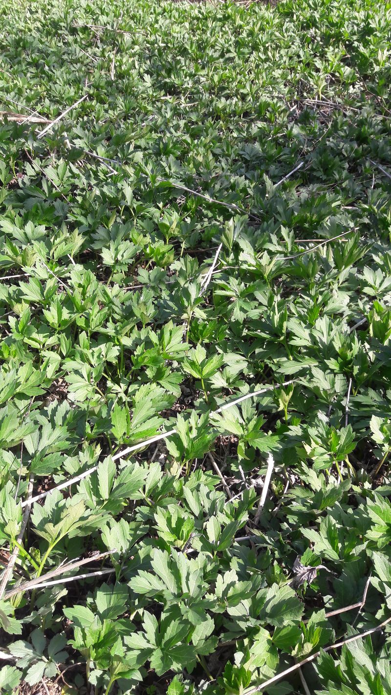 장터 상품 [신선초 키다리나물  삼립국화수    꽃나물  40개 20000원] 썸네일