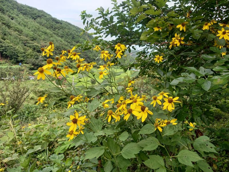 손미진 님의 장터 판매 상품 [신선초 키다리나물  삼립국화수    꽃나물  40개 20000원] 첨부 사진
