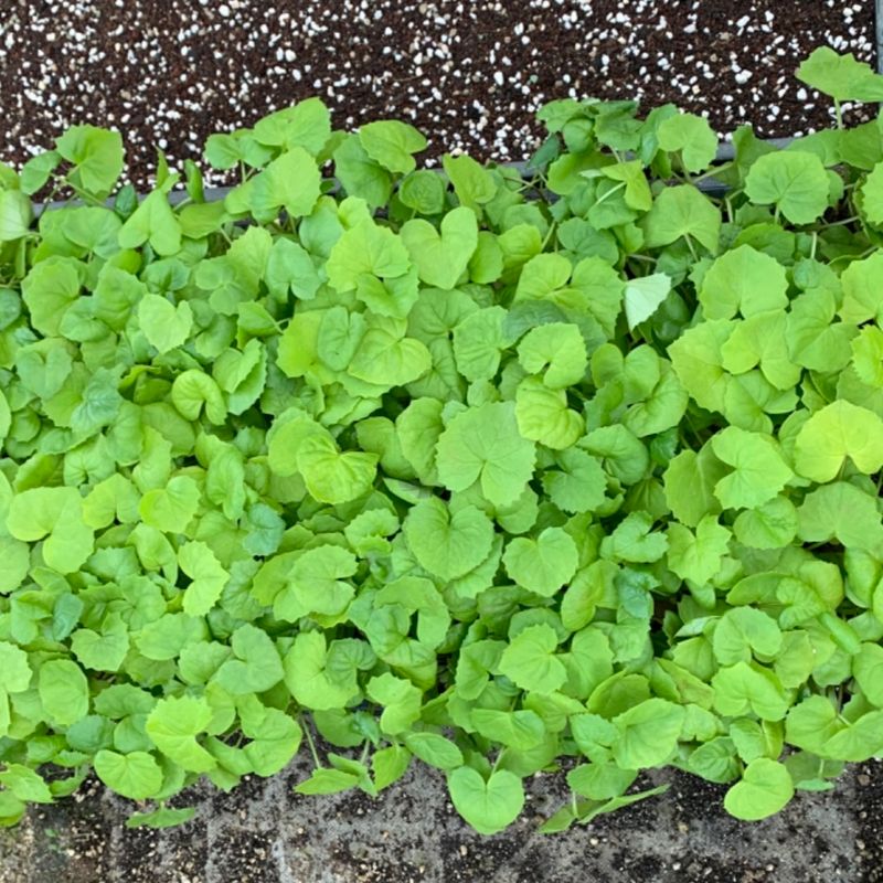 이기자원예종묘님의 장터 판매 상품 [토종 곰취 모종 100개/50개/10개] 첨부 사진