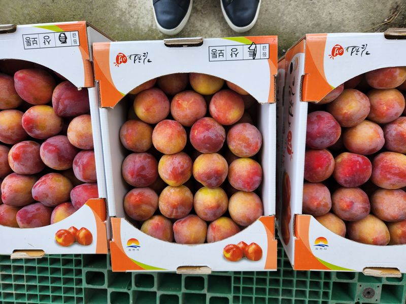 장터 상품 [대석자두 5kg] 썸네일