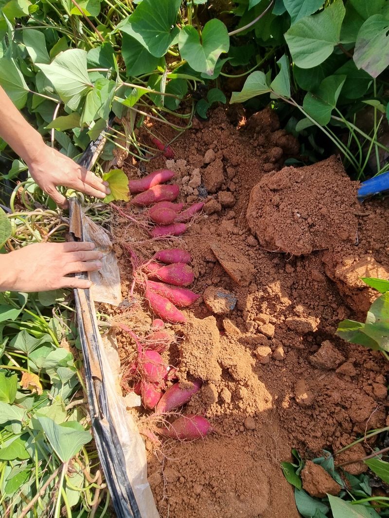 윤희순님의 장터 판매 상품 [여주꿀고구마10키로] 첨부 사진