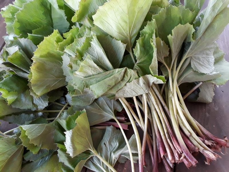 장터 상품 [머위2키로] 썸네일